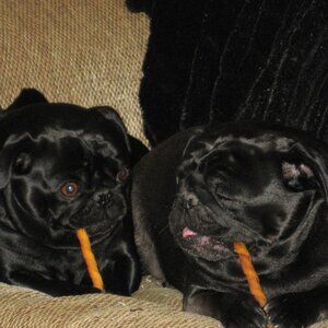 Meet your Poshers, Charlie & Koal